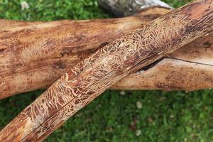 wooden log damaged by bark beerle . felled tree photo