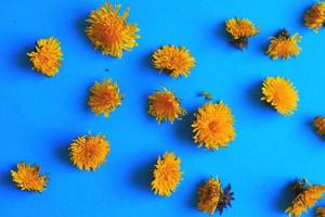 Yellow dandelions on a blue background. dandelions seamless pattern photo