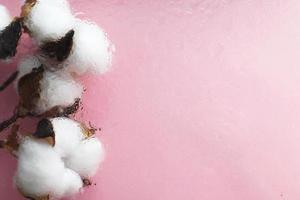 Beautiful white cotton flowers on pink background with drops of water under the glass surface. photo