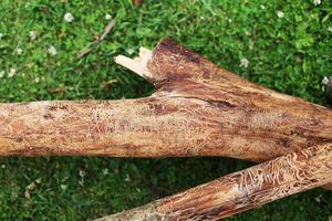 wooden log damaged by bark beerle . felled tree photo