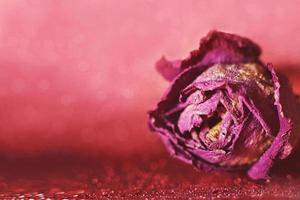 red dried rose with drops of water on a red background. card with flower and bokeh photo