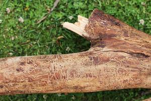 wooden log damaged by bark beerle . felled tree photo