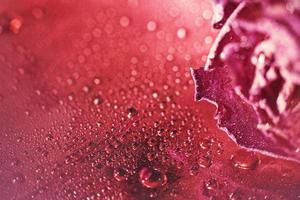 red dried rose with drops of water on a red background. card with flower and bokeh photo