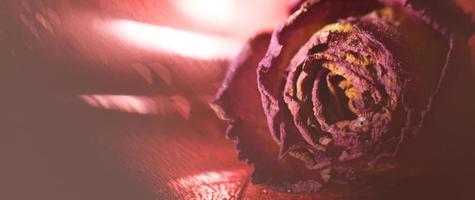 rosa roja seca con gotas de agua sobre un fondo rojo. tarjeta con flor y bokeh foto