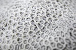 White coral closeup photo