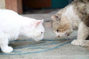 gato blanco baja la cabeza para oler y comer comida para gatos foto