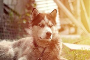 malamute ártico con retrato de bozal de ojos azules de cerca. este es un tipo nativo de perro bastante grande foto