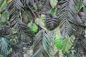 fondo de hojas verdes tropicales, helecho, palma y hoja de monstera deliciosa en la pared foto