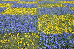 Beautiful violet and yellow blossoming pansies in the spring garden photo