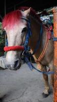 un pelo rojo, cara blanca, caballo marrón con una silla de montar atada a una barra de acero. foto