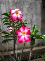 Adenium obesum flower can live in arid and hot places. Not only flowers and stems, the hump is also made to be used as an ornamental plant. photo