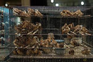 pájaros asiáticos, pinzones indonesios en grupos en una jaula en el mercado de pájaros foto