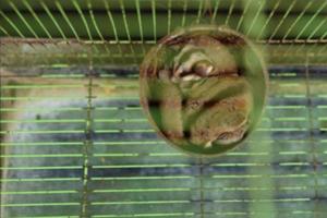 adorable animal sugar glider in a cage with coconut shell house photo