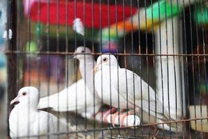 mercado de animales, pájaros en jaulas con varios colores. foto