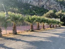 Palm trees near the alley in Turkey near Marmaris.