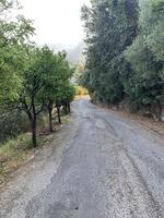 Road lane olive trees garden alley valley. Landscape with green trees.