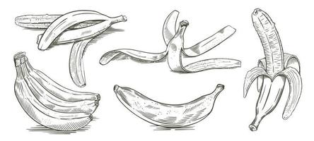 A set of sketches of bananas from different angles. Bunch of fruit, peeled banana, hand drawn peel. Isolated on white background. Vector. vector