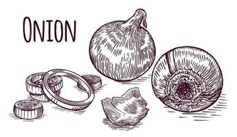 Red onion sketch hand drawn. Poster on a light background. Vector. vector