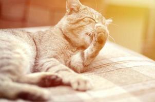 Portrait of tabby cat sitting and licking his hair outdoors and lies on brown sofa photo