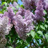 Branches of purple lilac and green leaves. Blooming branch of lilac photo