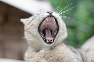 Brown tabby domestic cat yawning on blurred green yard photo