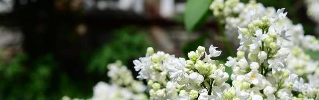 Branches of white lilac and green leaves. Blooming branch of lilac photo