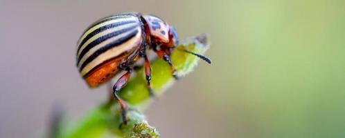 Colorado potato beetle Leptinotarsa decemlineata crawling on potato leaves photo