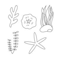 Sea plants and aquatic marine algae. Seaweed set vector illustration isolated on white