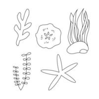 Sea plants and aquatic marine algae. Seaweed set vector illustration isolated on white