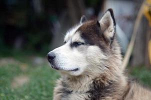 Arctic Malamute with blue eyes muzzle portrait close up. This is a fairly large dog native type photo