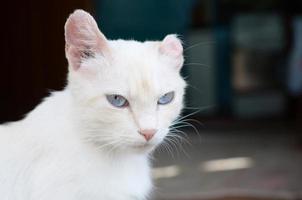 Pure white cat with turquoise blue eyes and pink defective ears photo