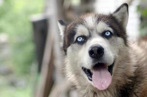 Arctic Malamute with blue eyes muzzle portrait close up. This is a fairly large dog native type photo