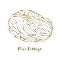 Golden Chinese cabbage line drawing vector on white background