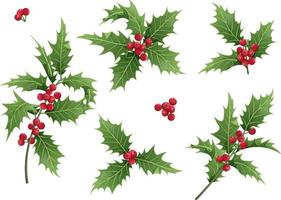 Set of Christmas leaves and holly berries on a white background. Holly branches for holiday decor. Christmas and New Year illustration vector