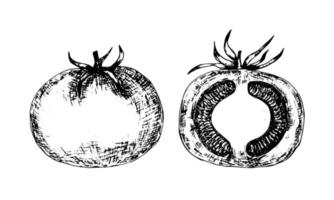 Tomato and tomato in section vector graphic sketch