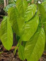 Green leaves, bright nature background photo