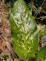 hoja de dieffenbachia silvestre foto