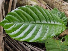 Wild coffee leaves photo