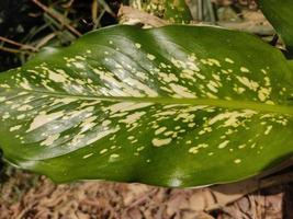 hoja de dieffenbachia silvestre foto