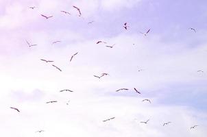 muchas gaviotas blancas vuelan en el cielo azul nublado foto