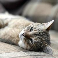 Close up of a sad and lazy tabby cat napping on the couch outdoors in evening photo