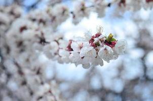 Pink Apple Tree Blossoms with white flowers on blue sky background photo