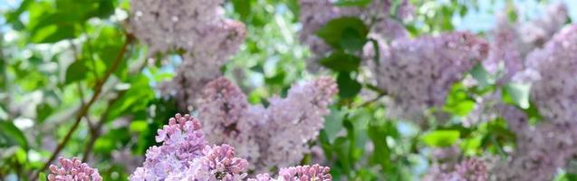 Branches of purple lilac and green leaves. Blooming branch of lilac photo