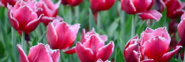 Picture of beautiful tulips on shallow deep of field close up photo