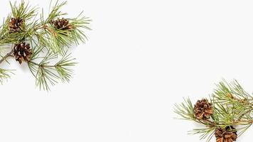 Pine tree branches on white background for winter holidays designs with copy space photo