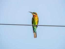 Blue-tailed bee-eater perched on wire photo