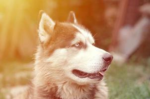 Arctic Malamute with blue eyes muzzle portrait close up. This is a fairly large dog native type photo