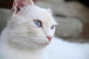 gato blanco puro con ojos azul turquesa y orejas rosadas defectuosas foto