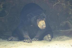 A sun bear that is in the zoo in Jakarta. photo