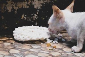 A white wild cat kitten or stray cat. This stray kitten has no home photo